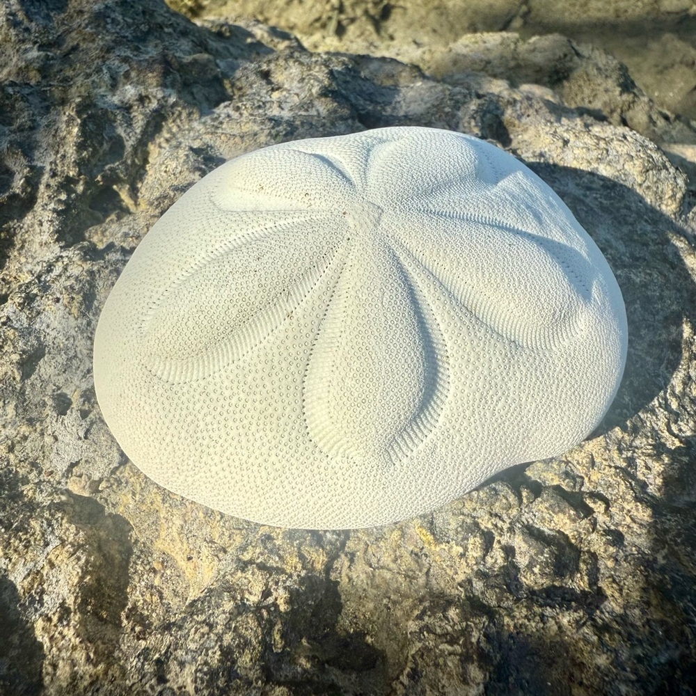 Natural Key West Sand Dollar Decor